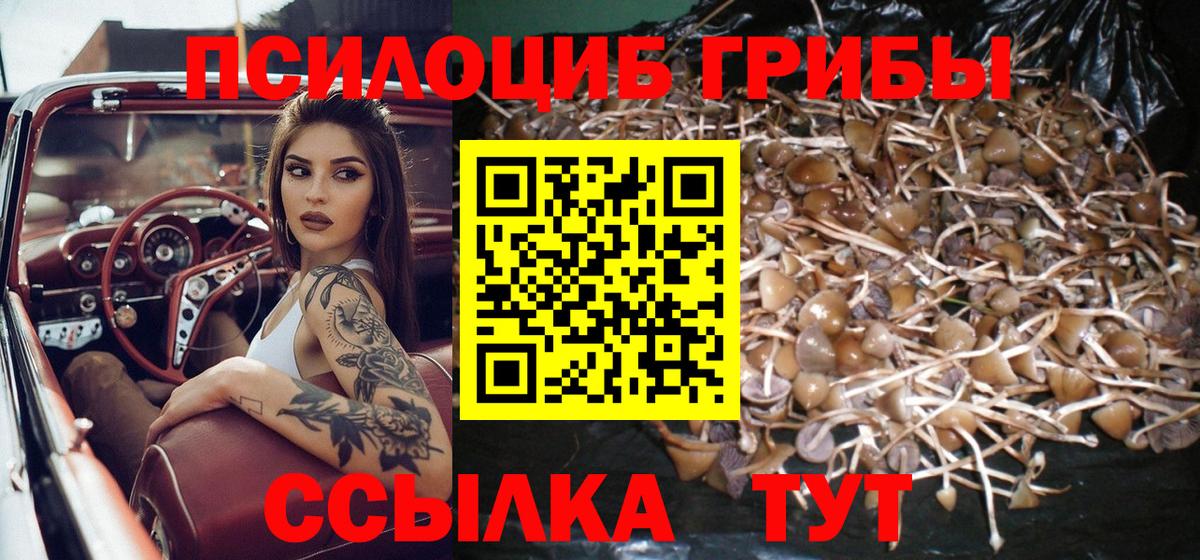 Псилоцибиновые грибы Cubensis Энгельс